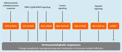 Rotenone Modulates Caenorhabditis elegans Immunometabolism and Pathogen Susceptibility